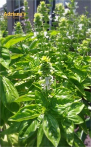 Basil flowering