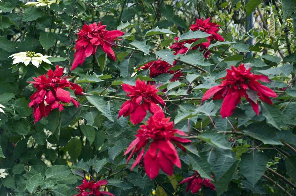 Nochebuenas, flor nacional de México Nacimiento hecho por artesanos mexicanos ~ Foto cortesía de Carlos Contreras de Oteyza