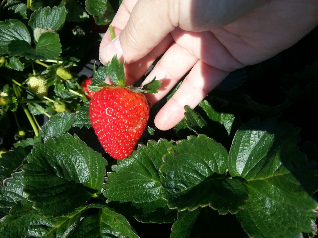 Fresh Strawberry