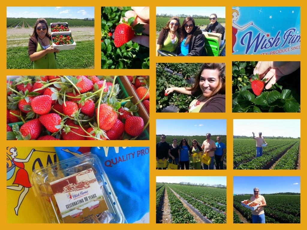 A Day at the Wish Farms Strawberry Fields