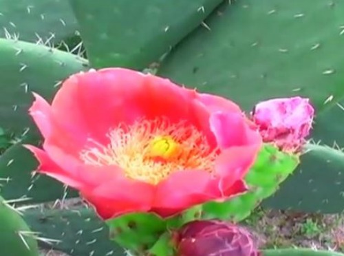 Cactus Nopal Flower #ABRecipes