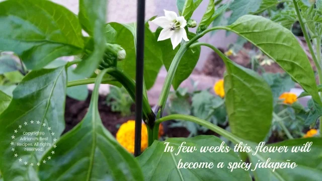 In few weeks this flower will become a spicy jalapeño #MiJardinalidad #ad