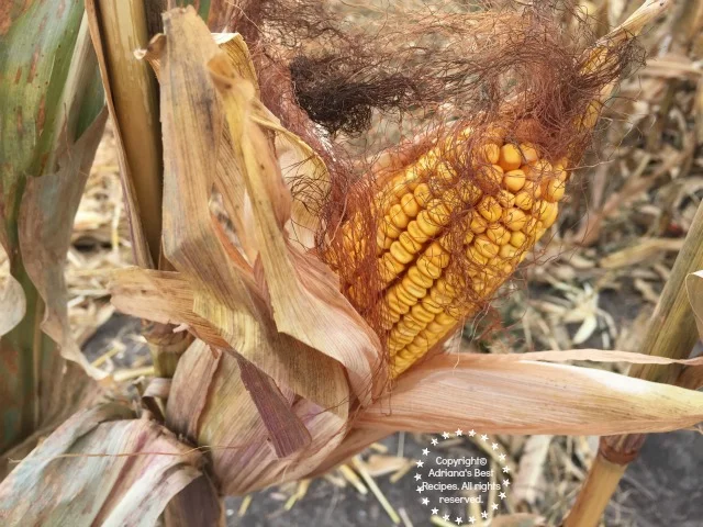 Harvesting corn for cattle feed in Illinois