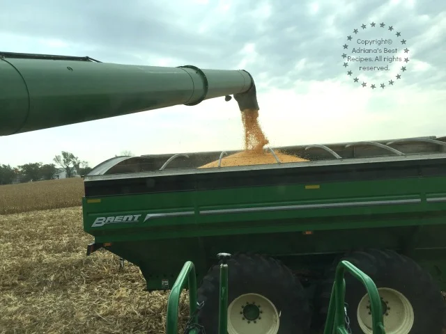 Harvesting corn for cattle feed in a farm near Chicago