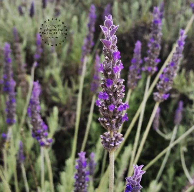 Lavender fields