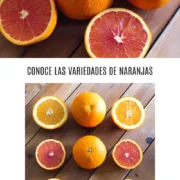 Conoce sobre los cítricos leyendo nuestra Guia de Naranjas 101