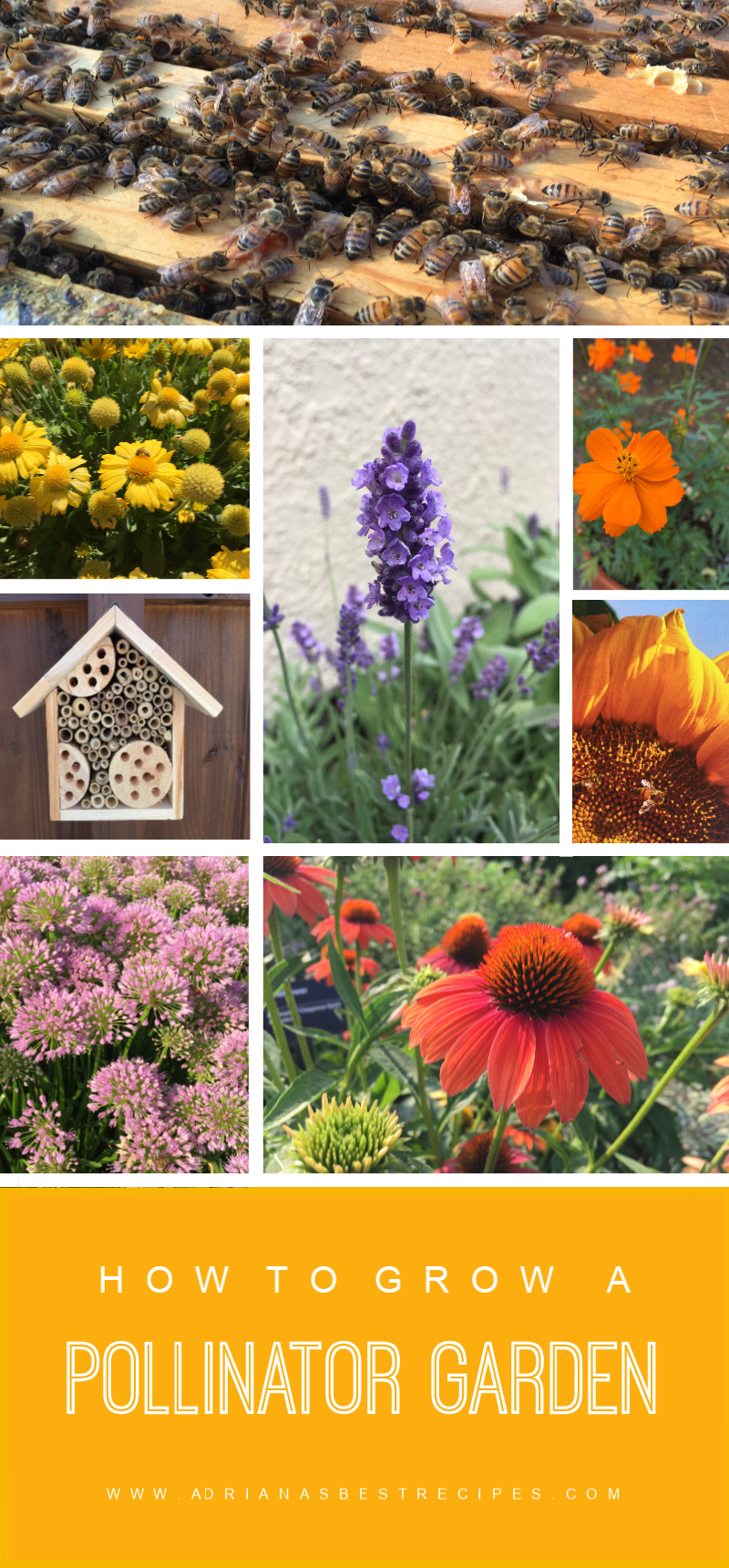 Pollinator Garden Tips and Learnings - Adriana's Best Recipes