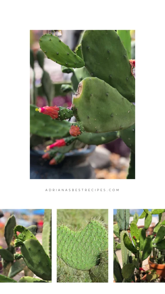 Nopal cactus: Benefits, recipes, and nutrition